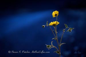 Desert Flower Blue Steve Patchin